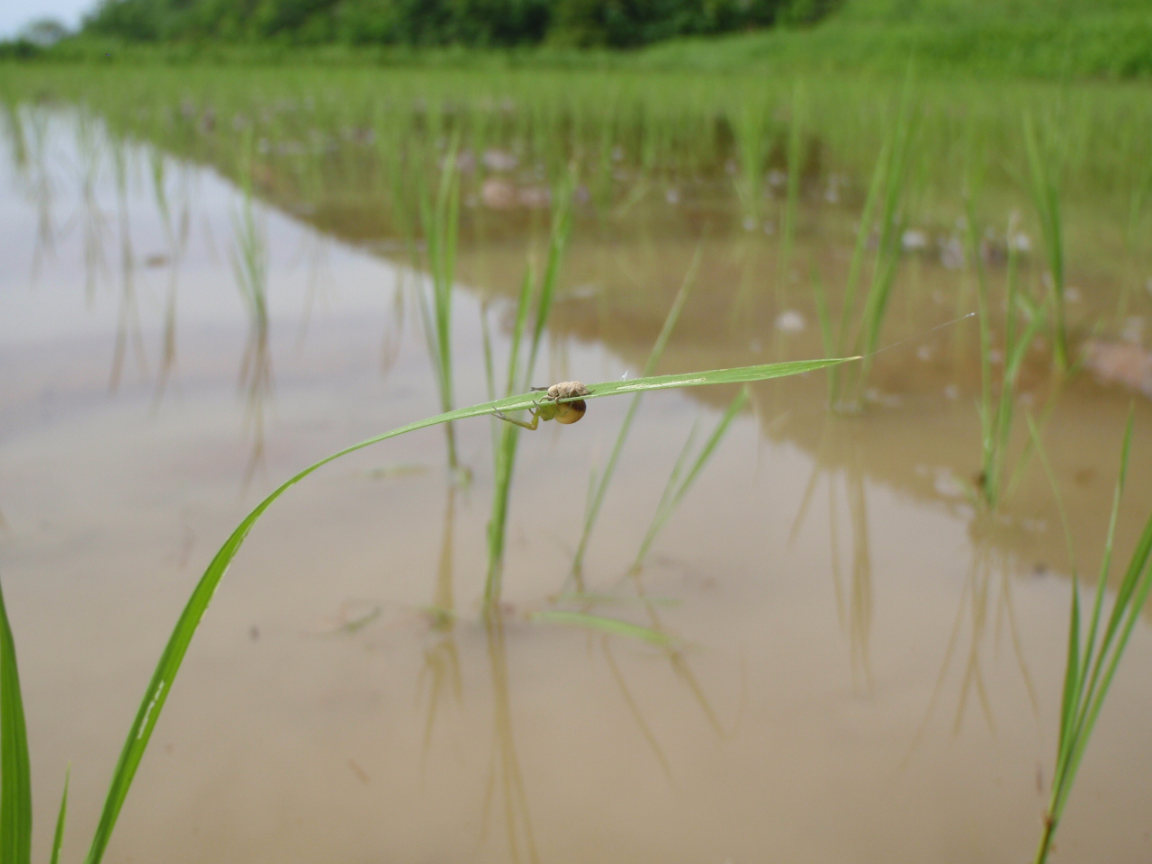 害虫vs益虫 うおぬまのお米農家 魚沼産コシヒカリ生産農家 小岩農園