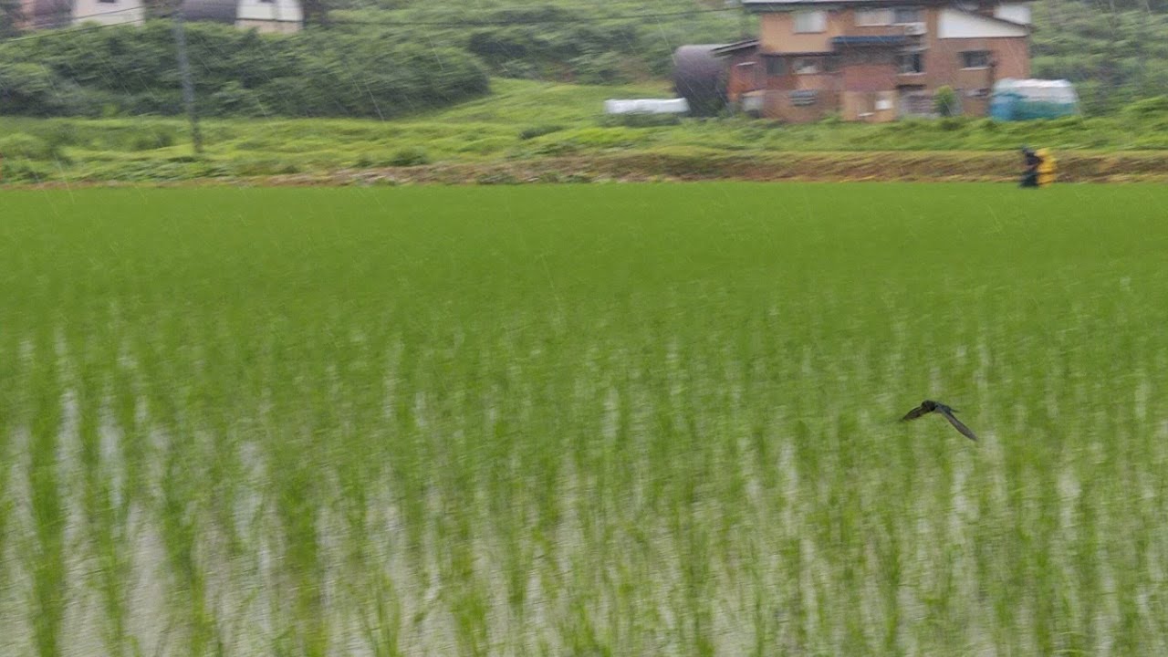 思い出横丁