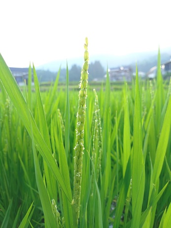 思い出横丁